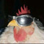 Frango de ray-ban