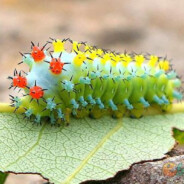 呆呆的老六的老六