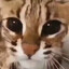 kitty