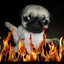 yFyre