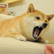 Kabosu