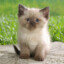 Meow