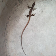 厨邦酱油美味鲜