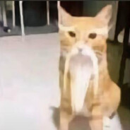 龙车车车车车猫