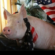 ДЕМОкрат СВИНИН