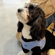 玉米就得糯才行