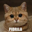p_pidrilla