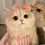 BabyCat·3·