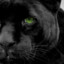 İnfiniteJaguar