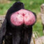 Gorilla bum cheek muscle