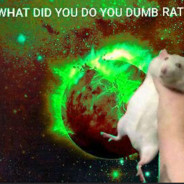 A dumb rat