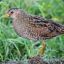 Totanus calidris