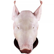 骑丁梓誉老冯高调路过