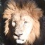 Mr_TheLion