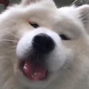 Annzaj avatar
