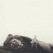 мопс за рулем