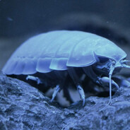 isopod