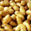 potato | 土豆