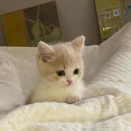 懂事的人没有糖吃