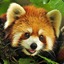 Not An Adorable Fluffy Red Panda