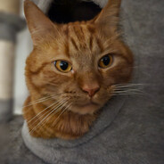 Eikester avatar