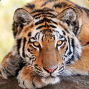 cEiRa - steam id 76561197960389234