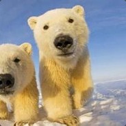 我，北极熊，打钱