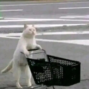 超绝冷酷双枪棕猫