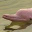 Amazonian River Dolphin