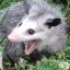 Opossum