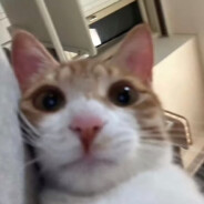 新之助的豆皮寿司