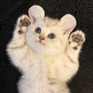 你可以永远相信我