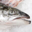 Salmon Boy