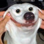 Pitbull Sorrindo