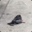 Just an ordinary pigeon