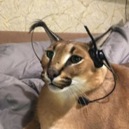 P0J1Ratel_S1sek / (*)||(*) \