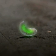 magicBean