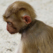 benni the whopper junior