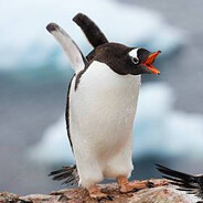 penguin67