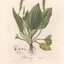 Plantago Seed