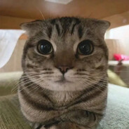 пипяу - steam id 76561199351909480