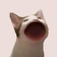ฅ^•ﻌ•^ฅ