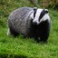 The Badger