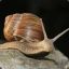 Snail :)