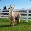 GrandAlpaca
