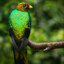 Golden-headed quetzal