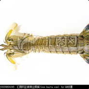 电脑玩家 皮皮虾