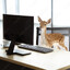 deer on the puter