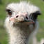 Ostrich