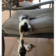 <font"face>imba"soRRy>